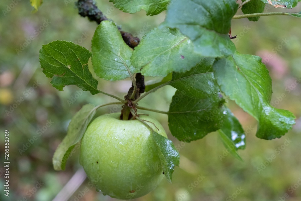 Obraz premium Garten Apfelbaum Apfel