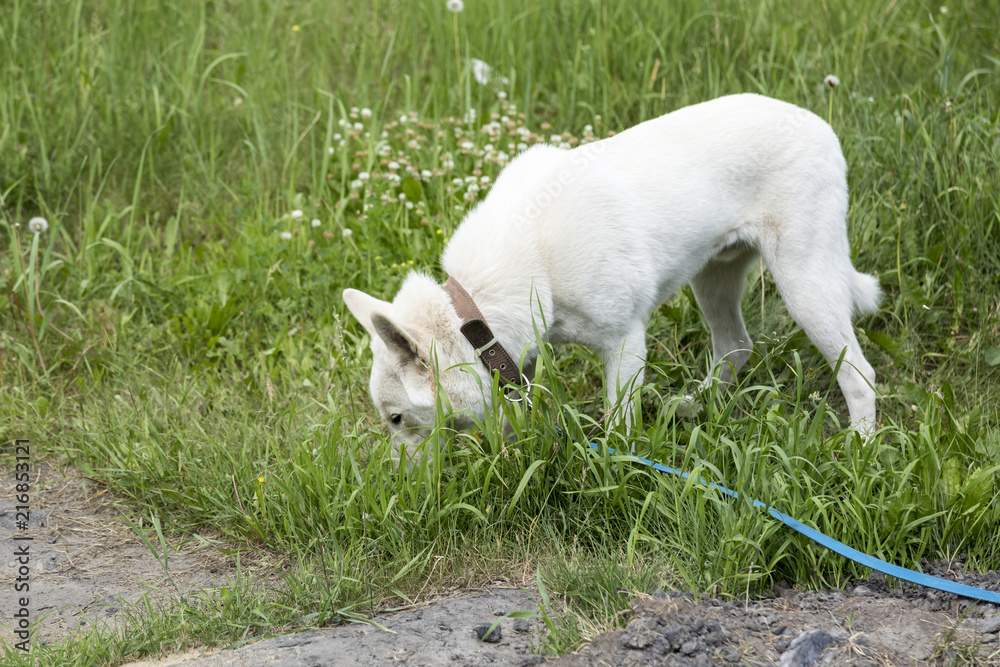 Fototapeta premium Laika on a walk