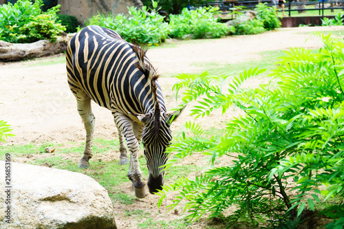 Chonburi  Thailand - July 22  2018  Zebra and front portrait in the Khao Kheow Open Zoo at Siracha.