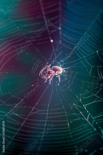 A spider in the center of the cobweb wraps his victim into a cocoon. Spide and cobweb on a dark background