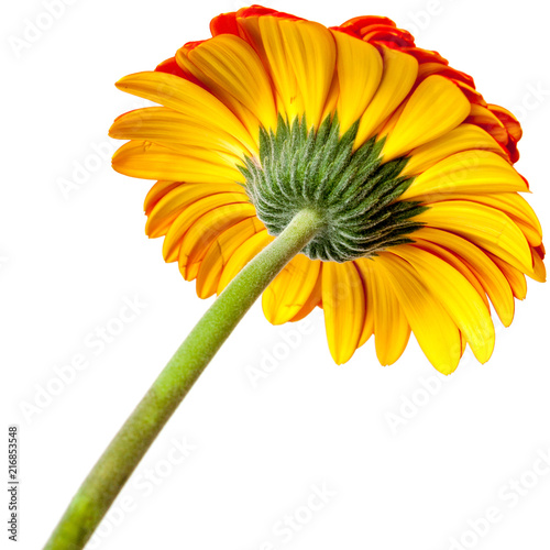 Red gerbera flower on white.