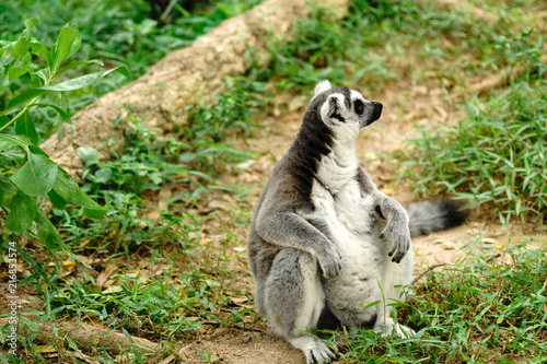 Close-up portrait of lemur catta  ring tailed lemur  at the khaokheow open zoo thailand.