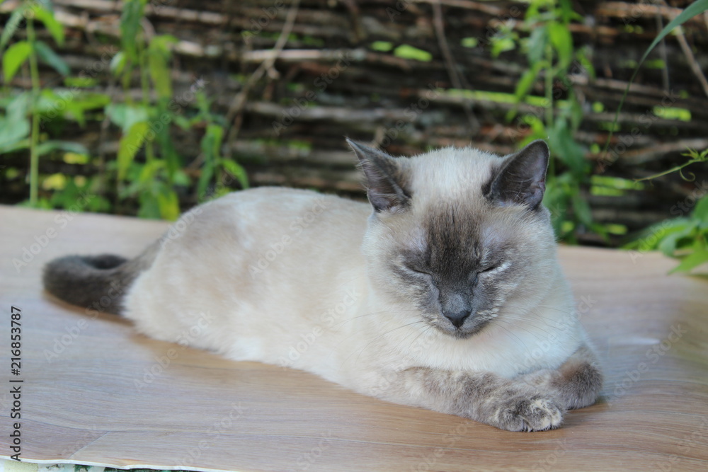 Young siamese cat