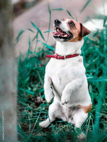 Portrait of adorable small white and brown dog jack russel terrier standing on its hind paws and looking up on tree. photo