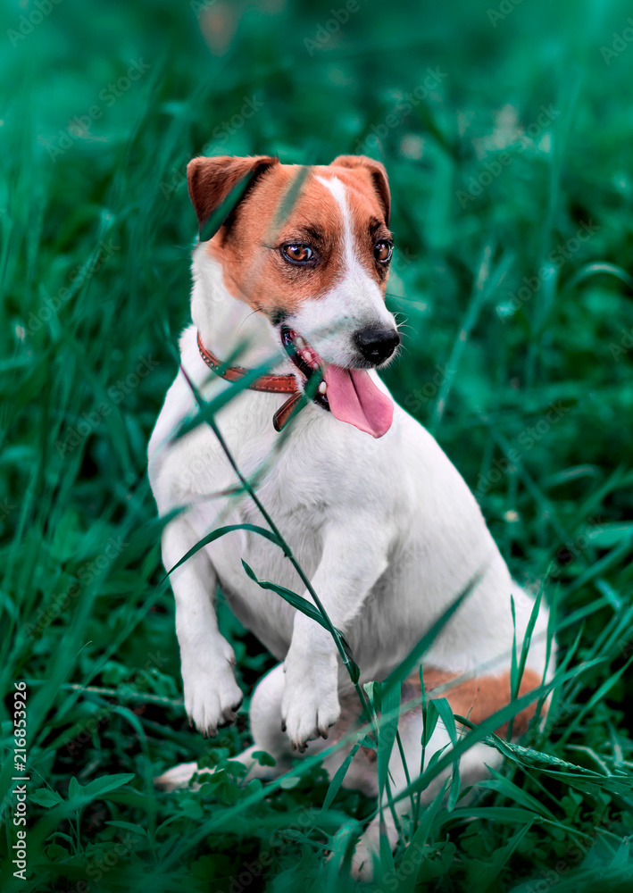 Portrait of adorable small white and brown dog jack russel terrier sitting on its hind paws and looking down in green grass