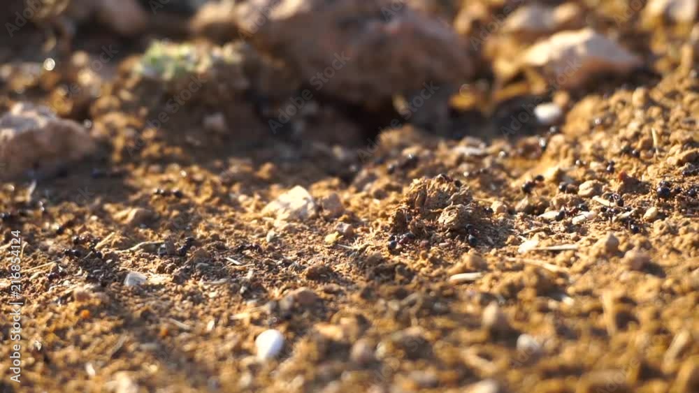 ants carrying food to their nesti, working ants, working together, collaboration ants carrying food to their nesti, working ants, working together, collaboration