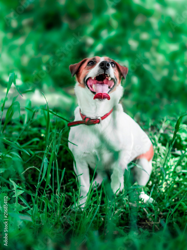 Portrait of cute happy small white and brown dog jack russel terrier sitting on its hind paws with open mouth and tongue out and looking up in green grass in park at summer day photo