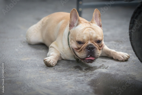 Young french bulldog is sleeping, playing on the ground.