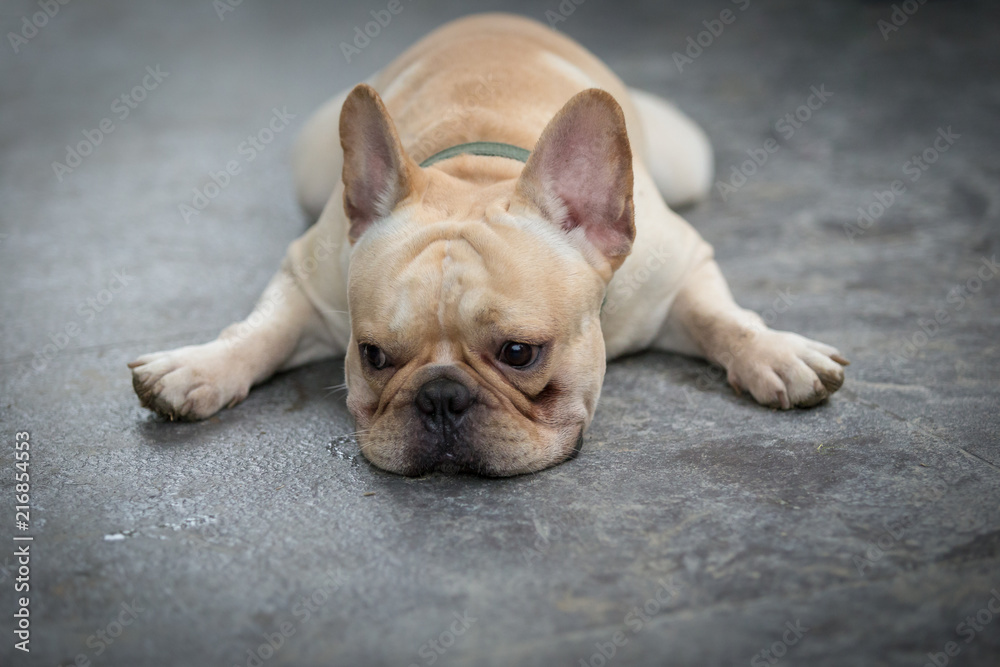 Young french bulldog is sleeping, playing on the ground.