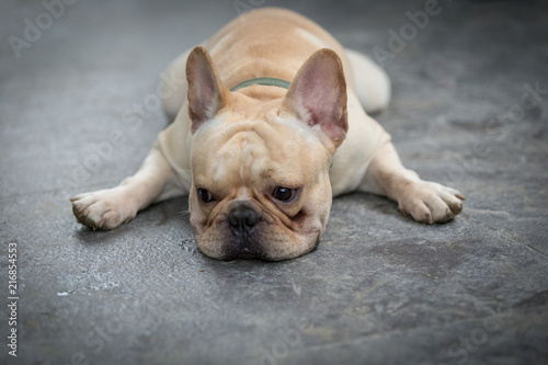 Young french bulldog is sleeping, playing on the ground. © teerawutbunsom