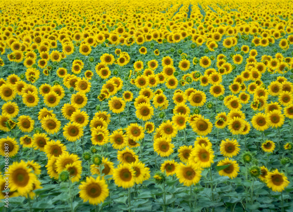 A lot of sunflowers growing in agricultural field. Sunflowers with green leaves and yellow petals blooming at summer. Rural landscape, medium shot. Blurred background. Soft selective focus A lot of sunflowers growing in agricultural field. Sunflowers with green leaves and yellow petals blooming at summer. Rural landscape, medium shot. Blurred background. Soft selective focus