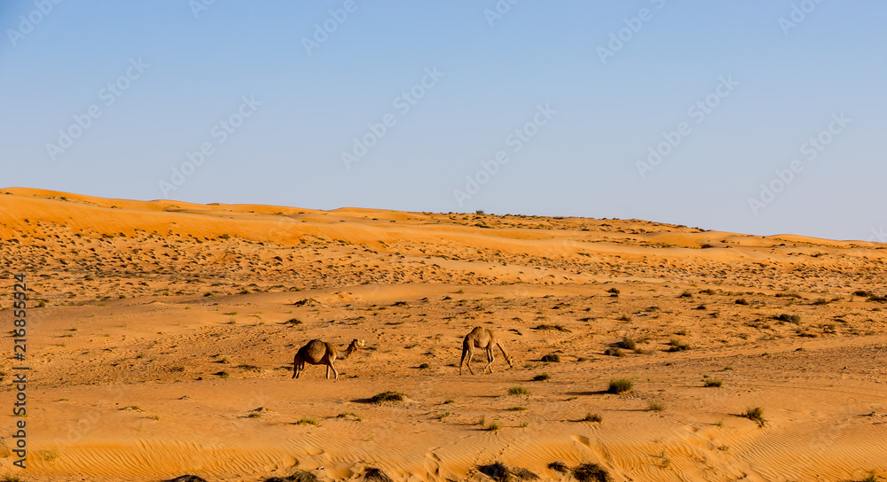 Camels wandering in wahiba sands desert at sunset - Oman desert Camels wandering in wahiba sands desert at sunset - Oman desert