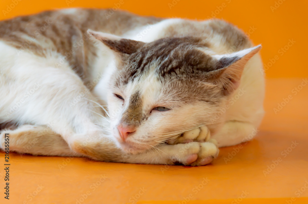 Cat with a light brown color are Sleeping with Orange background, Beautiful animal to pet concept.