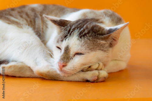 Cat with a light brown color are Sleeping with Orange background, Beautiful animal to pet concept. © Anatta_Tan
