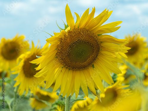 Close up view on several sunflowers with big yellow petals growing in sunflowers field. Yellow agricultural field blossoming under cloudy sky. Blurred background. Soft selective focus