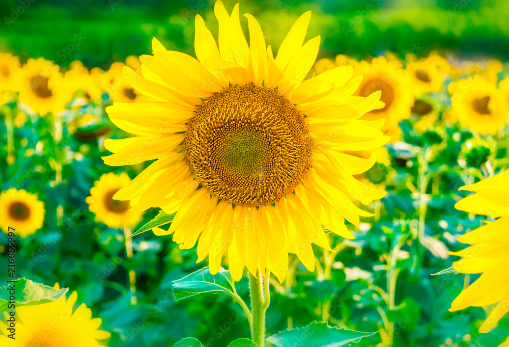 Fototapeta premium Beautiful bright sunflower field background with one big blooming yellow flower in focus.