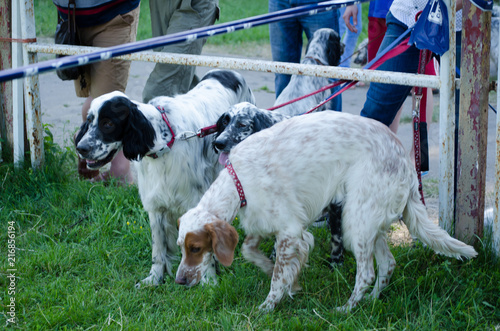 A group of English setters stay on a green grass. Hunting dog. photo