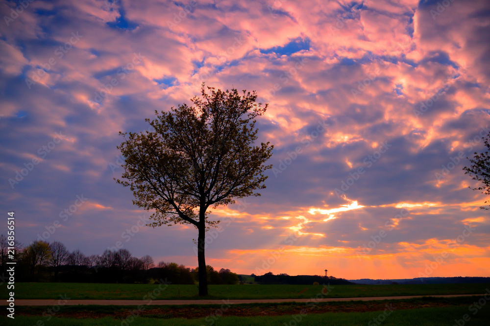 Obraz premium A tree in the Sunset