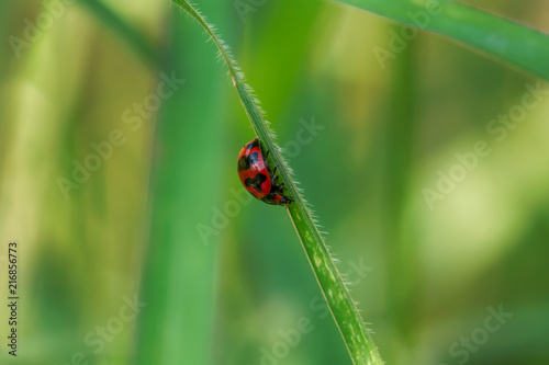 The ladybug on a leaf on a nature background.