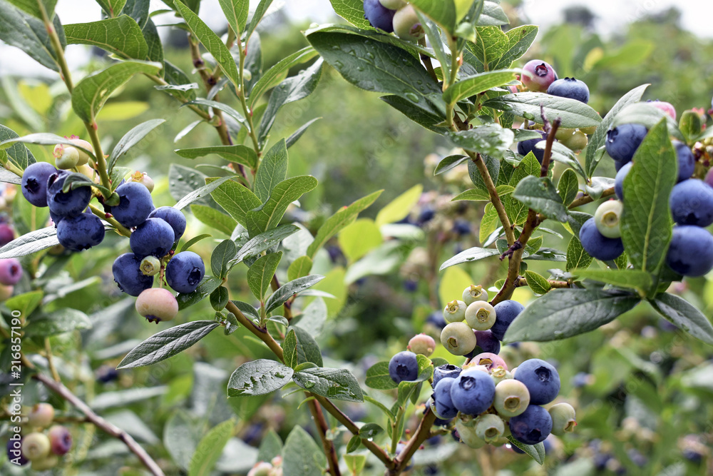 Blueberry Fields Forever (1)