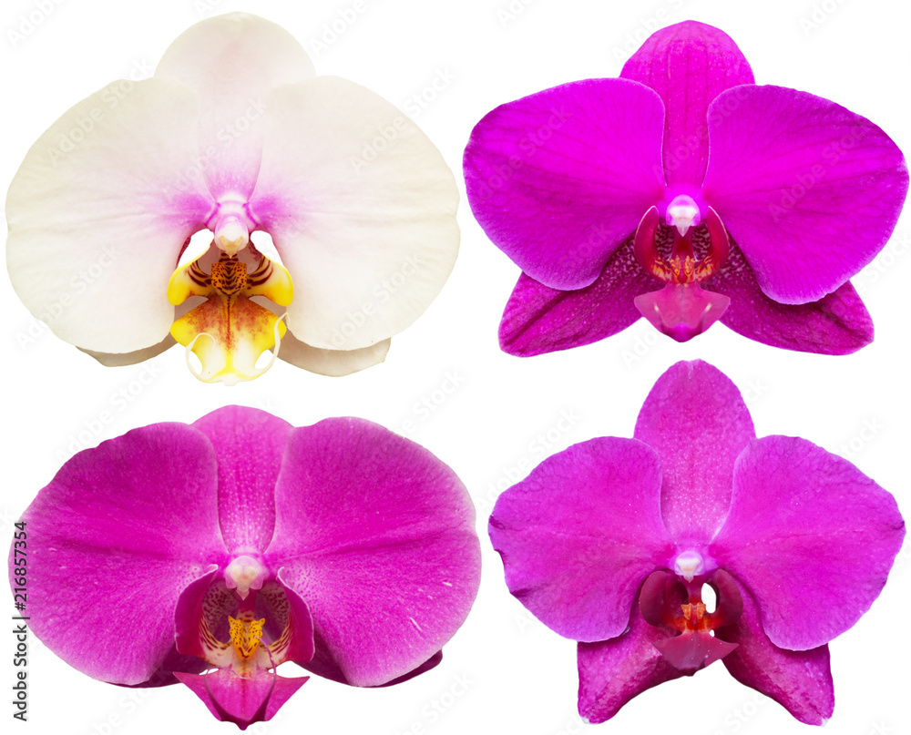 Orchids Isolated Flowers Collection Tropical Plants Set Orchids Isolated Flowers Collection Tropical Plants Set