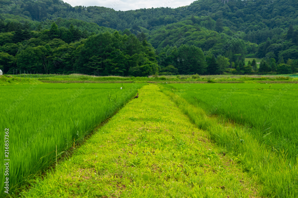 Obraz premium 夏の水田地帯