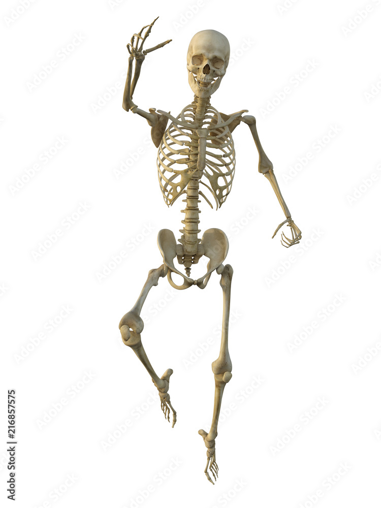 3d render of a human male skeleton isolated on white background. 3d render of a human male skeleton isolated on white background.