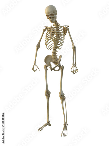 3d render of a human male skeleton isolated on white background. © Veronika