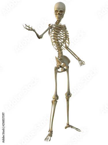3d render of a human male skeleton isolated on white background.