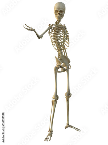 3d render of a human male skeleton isolated on white background.