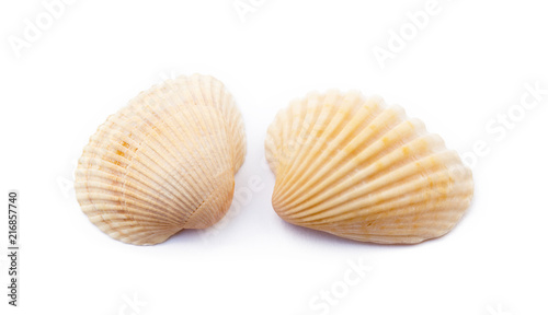 Exotic sea shells isolated on white background