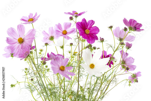 Schmuckkörbchen (Cosmos bipinnatus) auf weißem Hintergrund photo