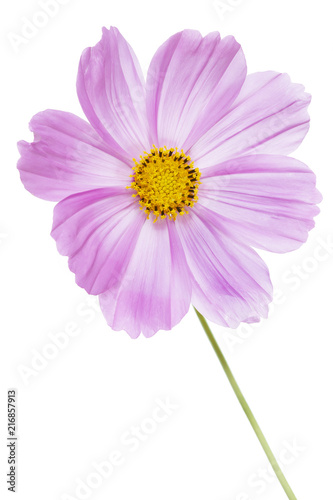 Schmuckkörbchen (Cosmos bipinnatus) auf weißem Hintergrund photo