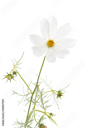 Fototapeta Naklejka Na Ścianę i Meble -  Schmuckkörbchen (Cosmos bipinnatus) auf weißem Hintergrund