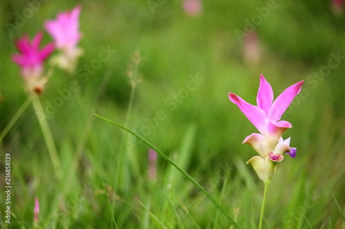 beautiful pink flower ,zingiberaceae, in Sai thong National park  Chaiyaphum © apithana