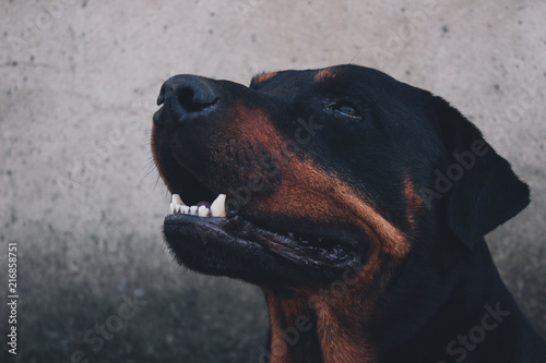 dog of the Rottweiler breed on a walk photo