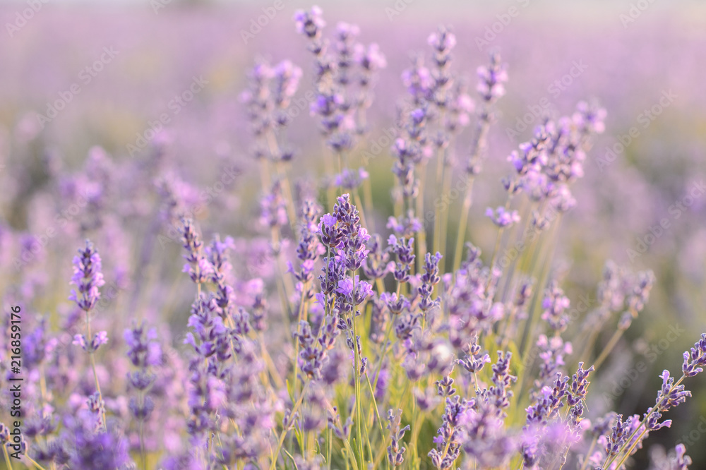 Lavender flowers blooming. Purple field of flowers. Tender lavender flowers. Lavender flowers blooming. Purple field of flowers. Tender lavender flowers.