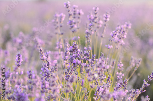 Lavender flowers blooming. Purple field of flowers. Tender lavender flowers.