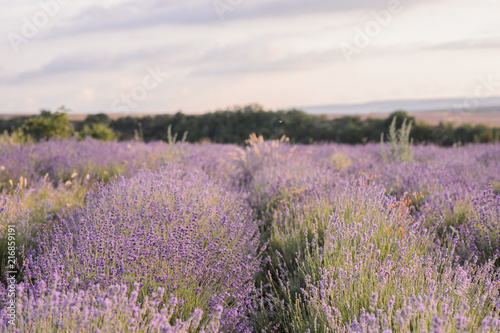 Lavender flowers blooming. Purple field of flowers. Tender lavender flowers.