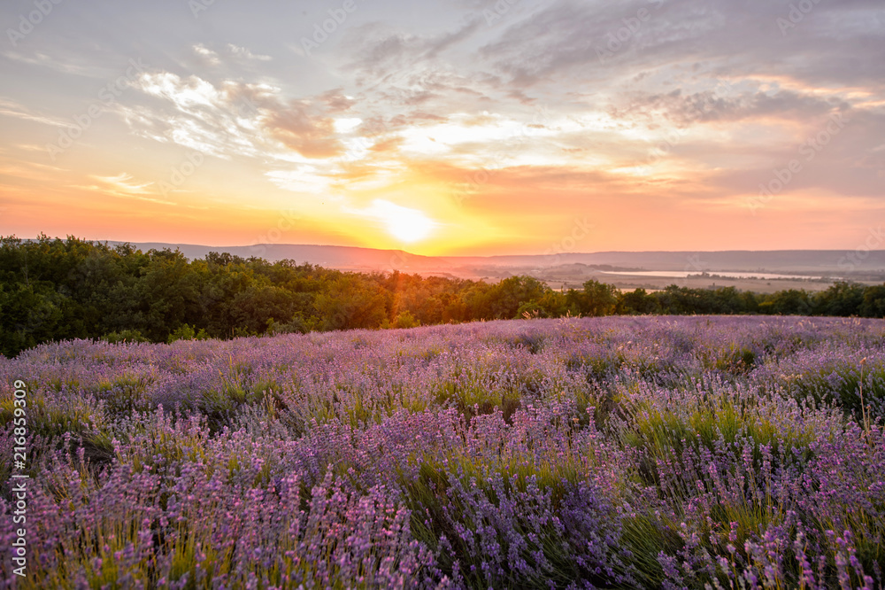 Lavender flowers blooming. Purple field of flowers. Tender lavender flowers.