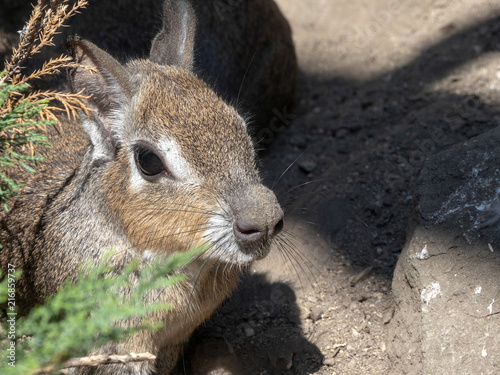 Portrait, Chacoan Mara, Dolichotis salinicola photo