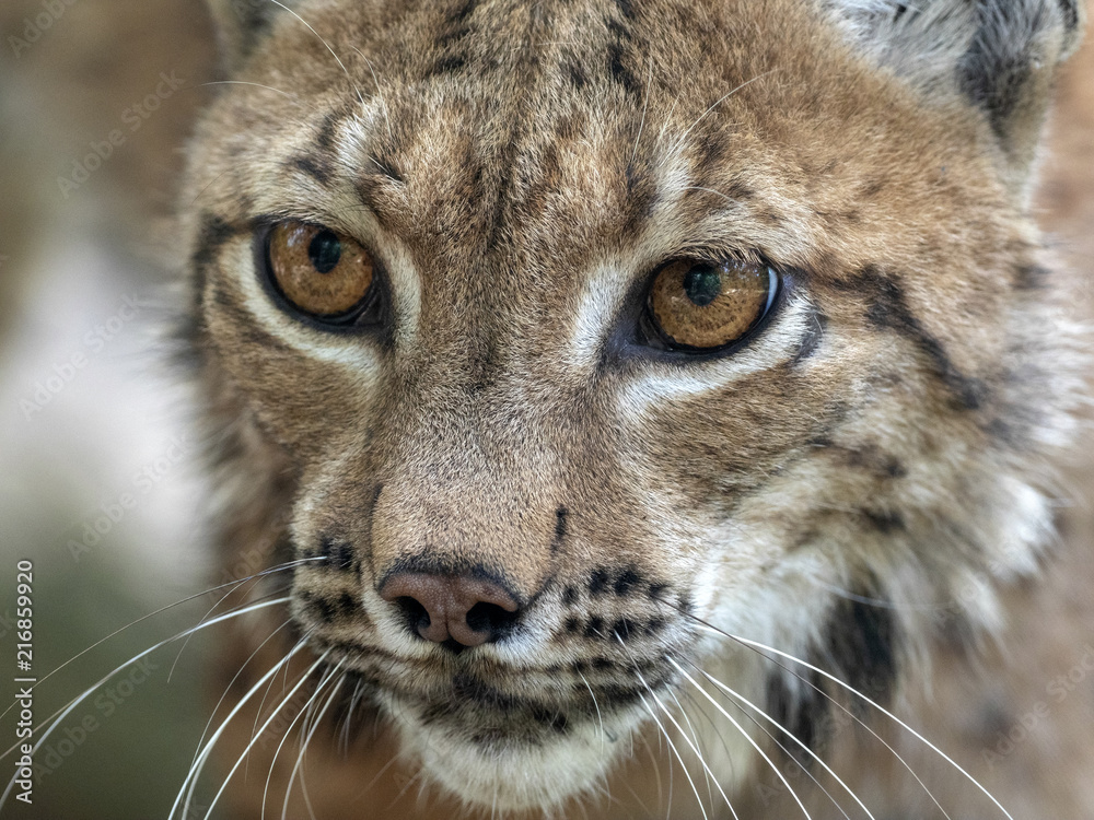 Obraz premium Portrait of Scandinavian lynx, Lynx lynx lynx, in forest