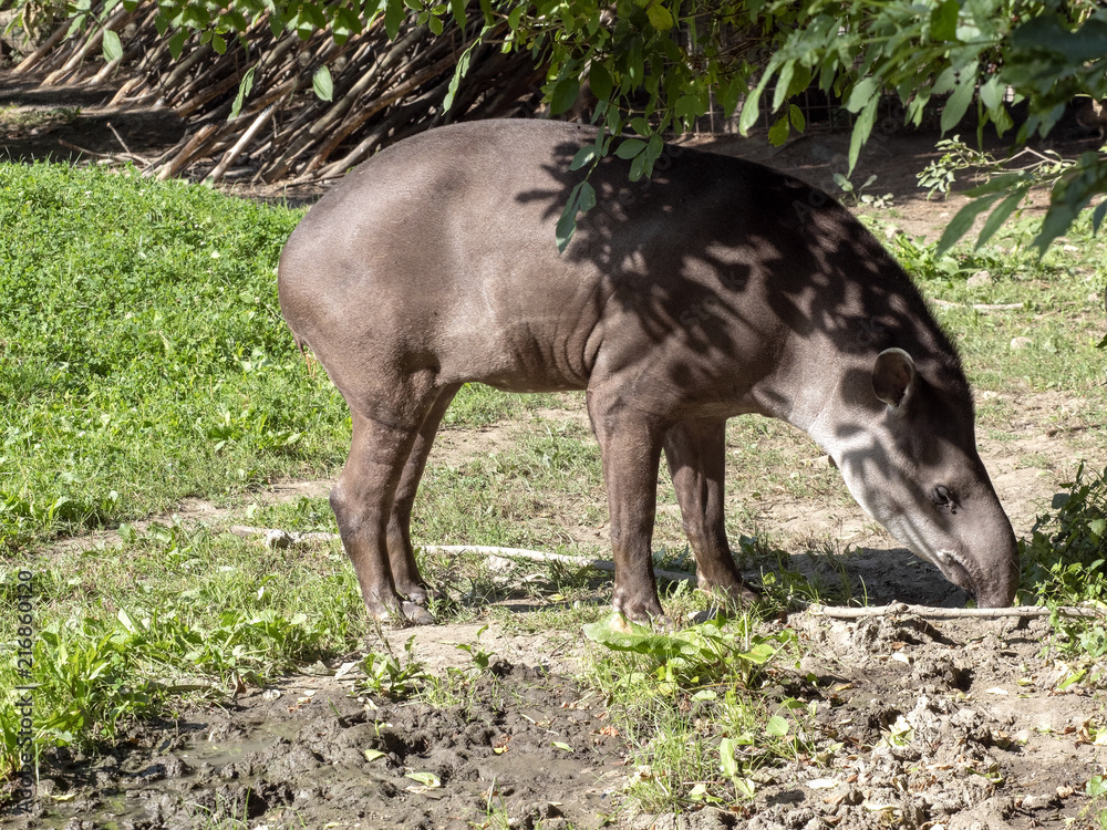 Adult male South American tapir, Tapirus terrestris Adult male South American tapir, Tapirus terrestris