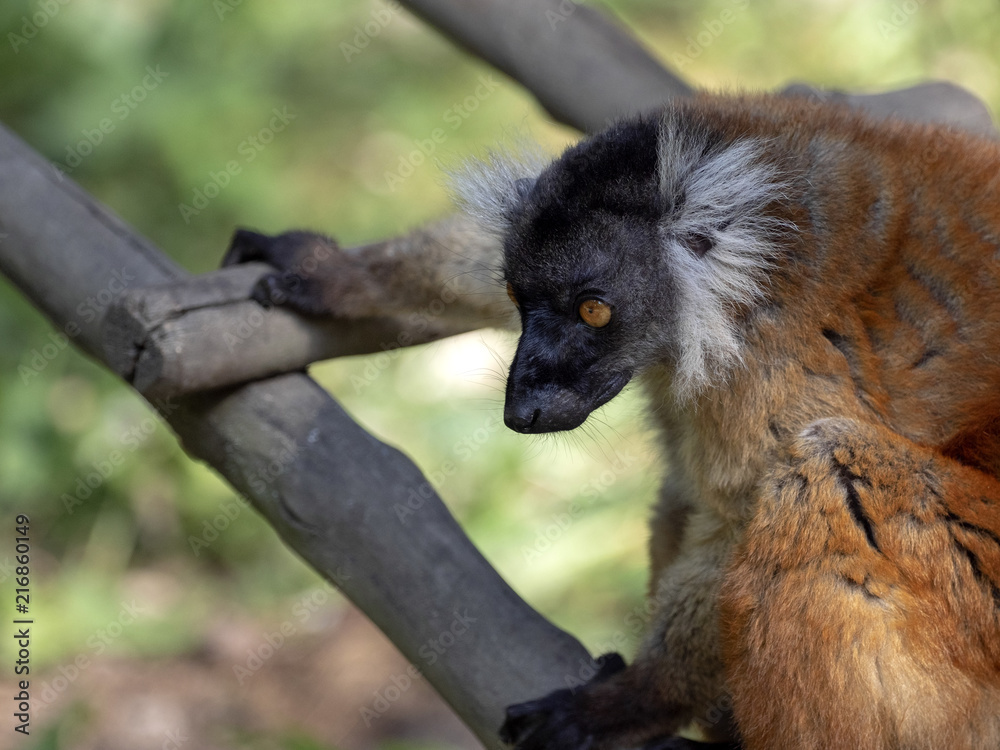 The female Black lemur, Eulemur macaco, on the tree