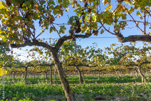 Wine grapes in Sant Sadurní d'Anoia, Spain