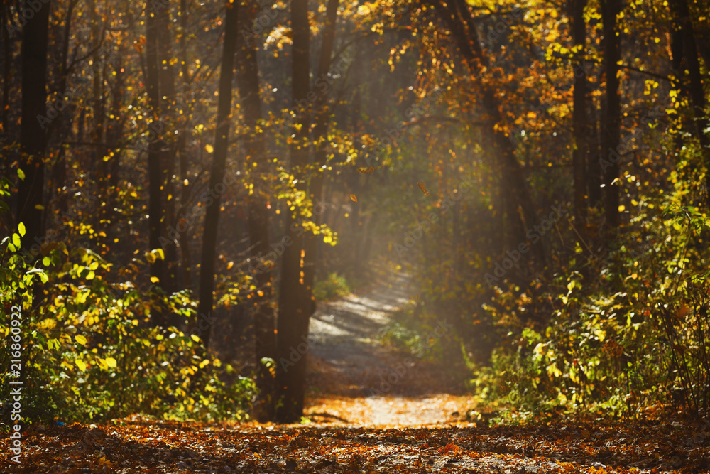 Walking path in forest with beautiful sunbeams