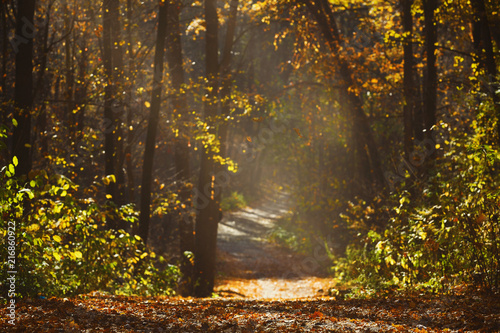 Walking path in forest with beautiful sunbeams