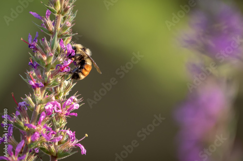 Red-tailed bumble bee on a purple flowering plant with copy space