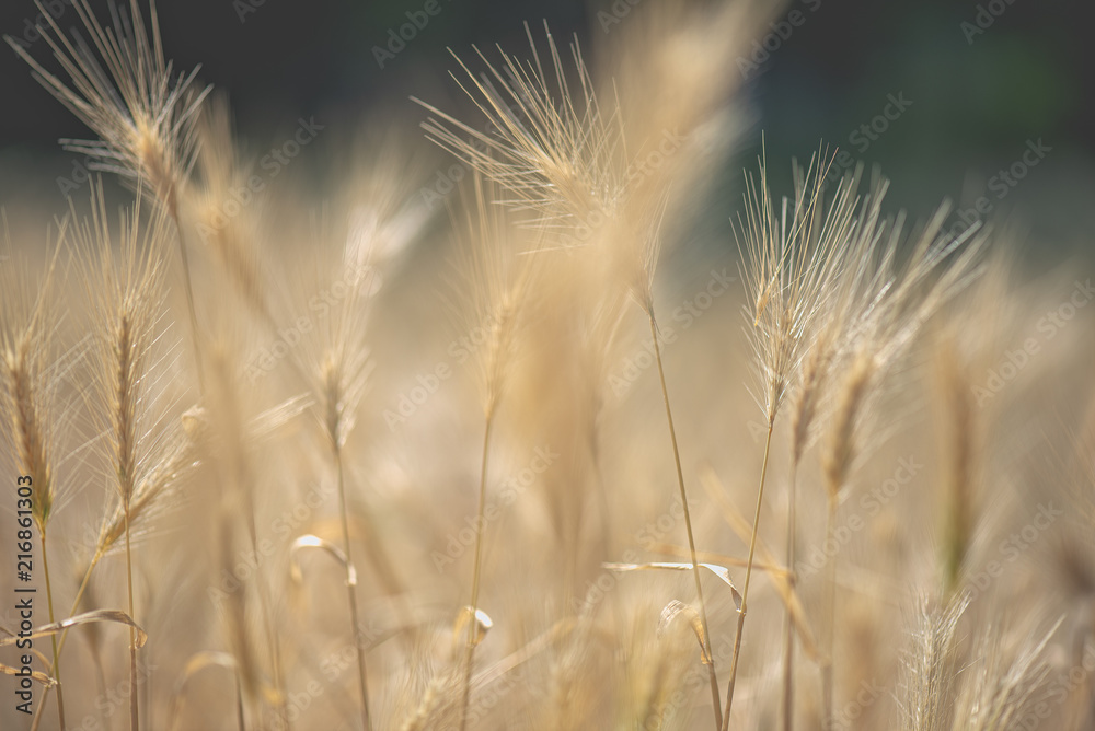 grass field cornfield yellow and dark background summer grass field cornfield yellow and dark background summer