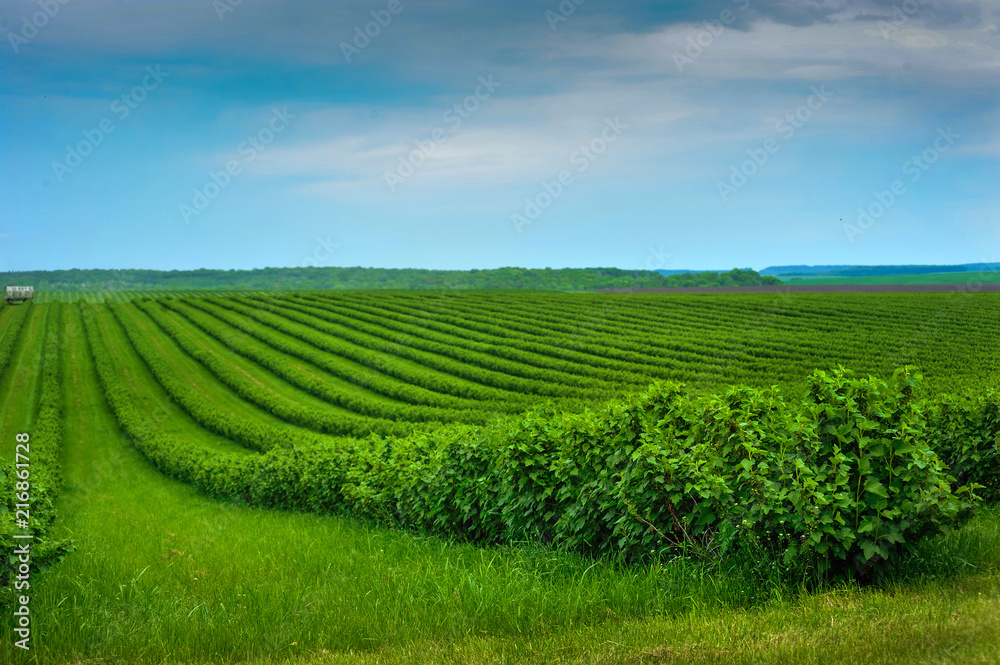 lines of currants, plantation, on spring time